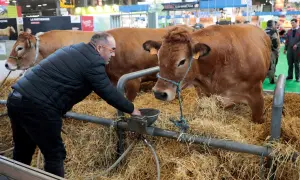 Un homme donne à boire à une vache brune dans une étable. Une scène typique pour comprendre comment aller au Salon de l'Agriculture.