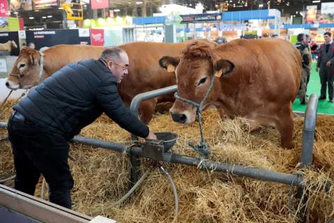 Un homme donne à boire à une vache brune dans une étable. Une scène typique pour comprendre comment aller au Salon de l'Agriculture.