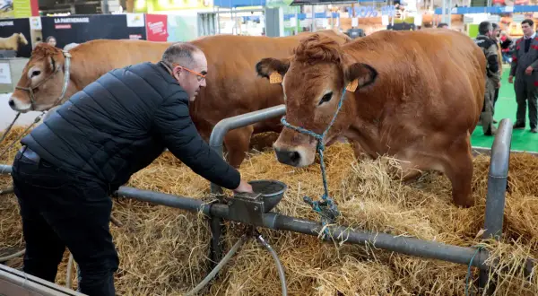 Un homme donne à boire à une vache brune dans une étable. Une scène typique pour comprendre comment aller au Salon de l'Agriculture.