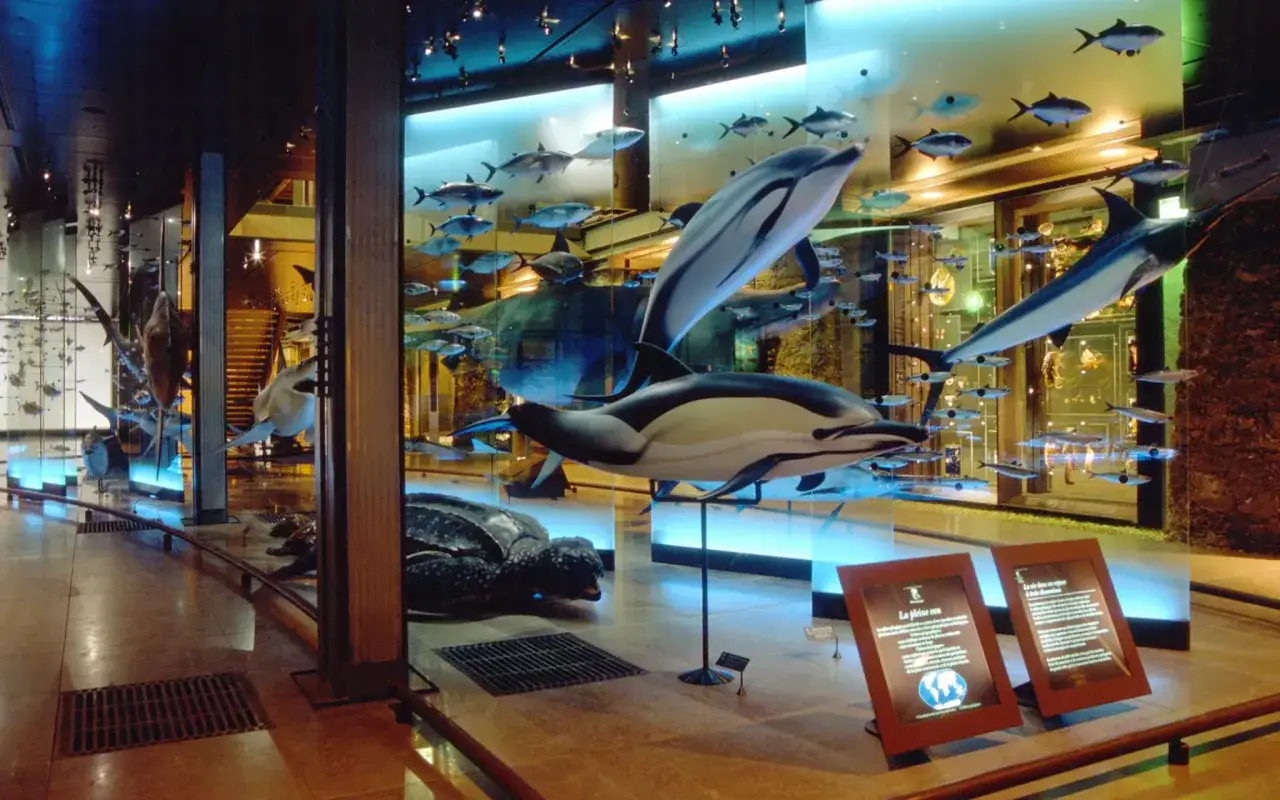 Mus&eacute;e d'histoire naturelle Paris : tarifs pour d&eacute;couvrir dauphins, poissons et tortues dans des aquariums lumineux.